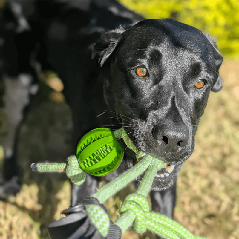 Gioco Elastico MordiMolla - Gioco da tiro Indistruttibile 🐾💥
