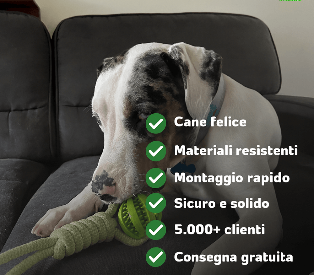 Gioco Elastico MordiMolla - Gioco da tiro Indistruttibile 🐾💥